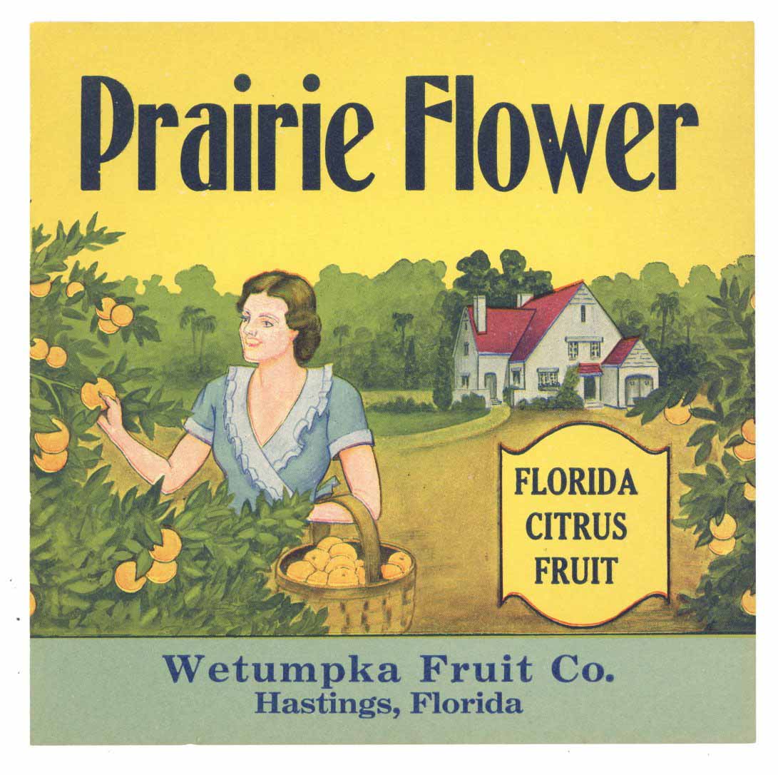 Prairie Flower Brand Vintage Hastings Florida Citrus Crate Label 7x7