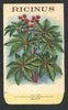 Ricinus Antique Stock Seed Packet