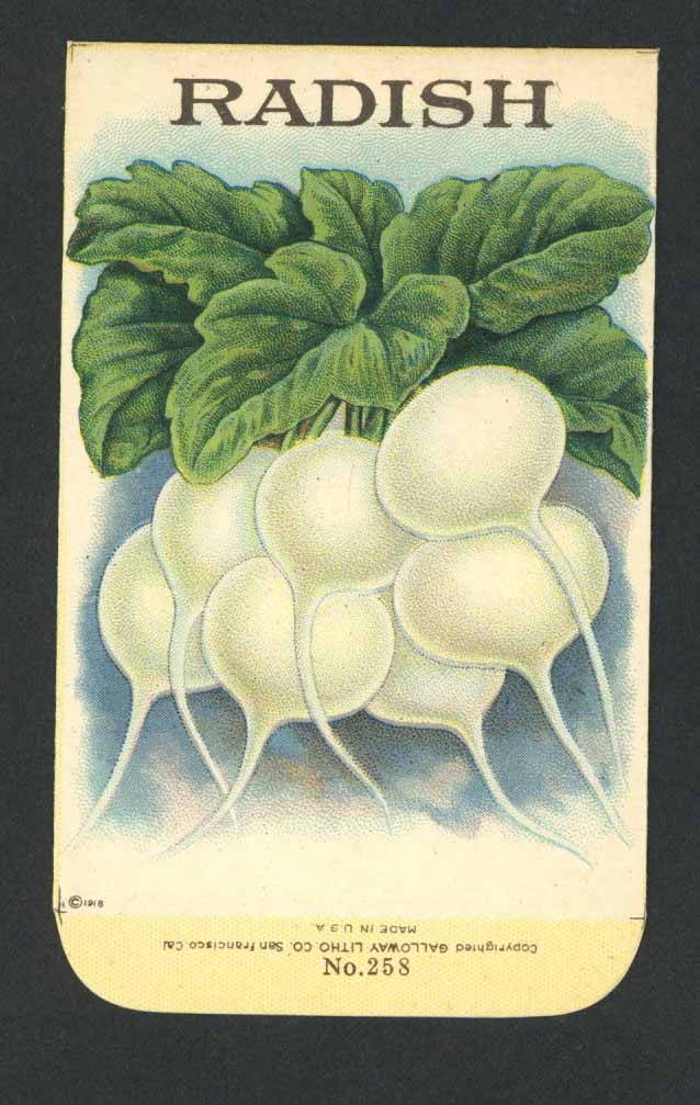 Radish Antique Stock Seed Packet