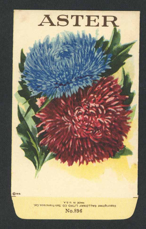 Aster Antique Stock Seed Packet