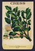 Cress Antique Stock Seed Packet