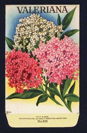 Valeriana Antique Stock Seed Packet