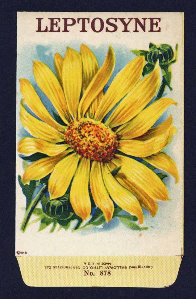 Leptosyne Antique Stock Seed Packet