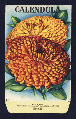 Calendula Antique Stock Seed Packet