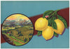 Stock No. 8048 Vintage Lemon Crate Label