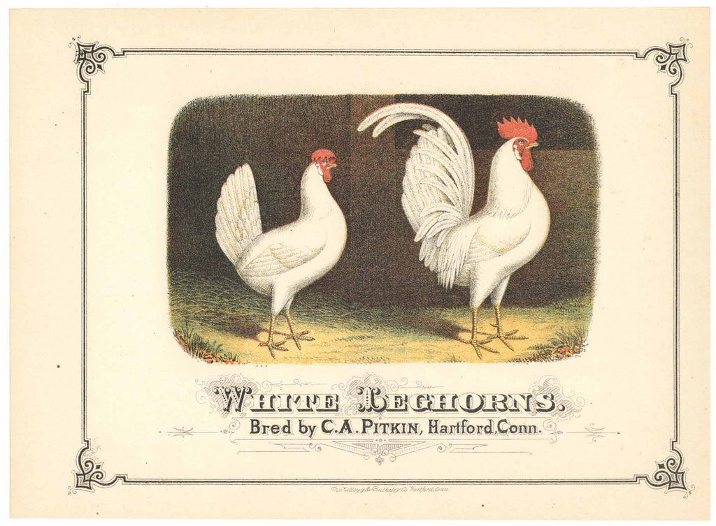 White Leghorns, Vintage Print