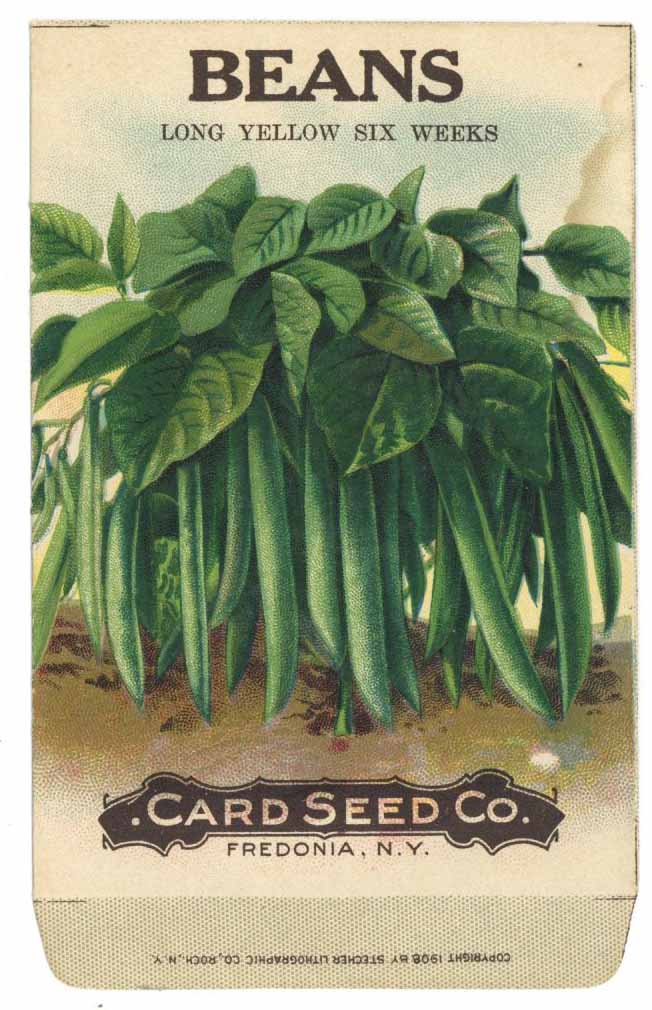 Beans Antique Card Seed Co. Seed Packet, Long Yellow