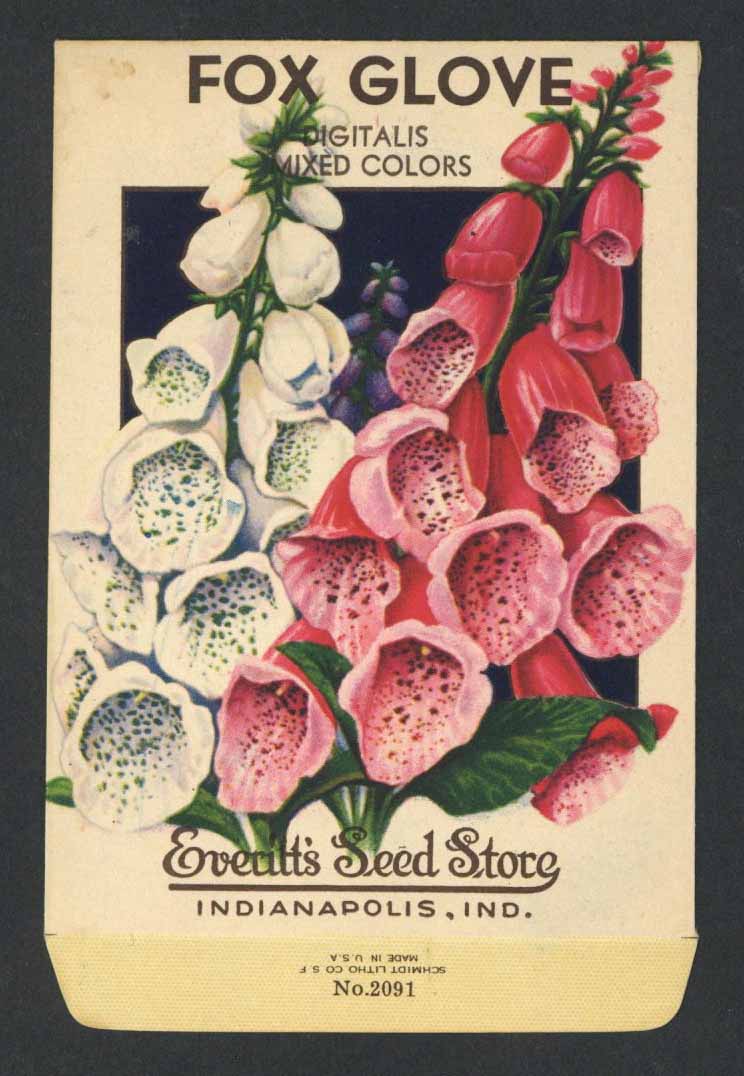 Fox Glove Vintage Everitt's Seed Packet, Digitalis
