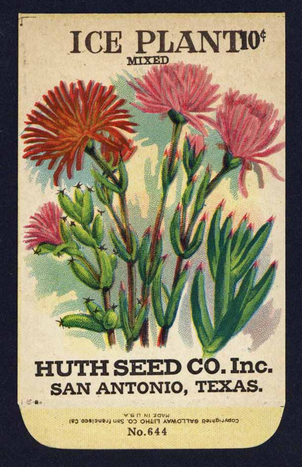 Ice Plant Antique Huth Seed Co. Packet