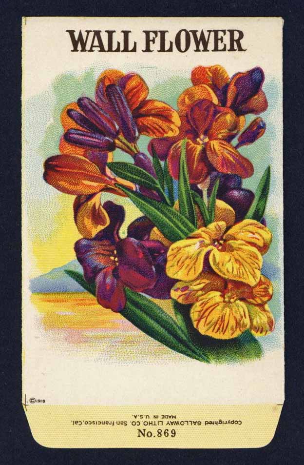 Wall Flower Antique Stock Seed Packet