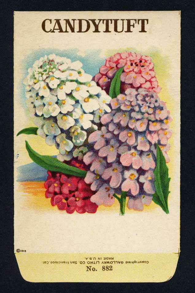 Candytuft Antique Stock Seed Packet