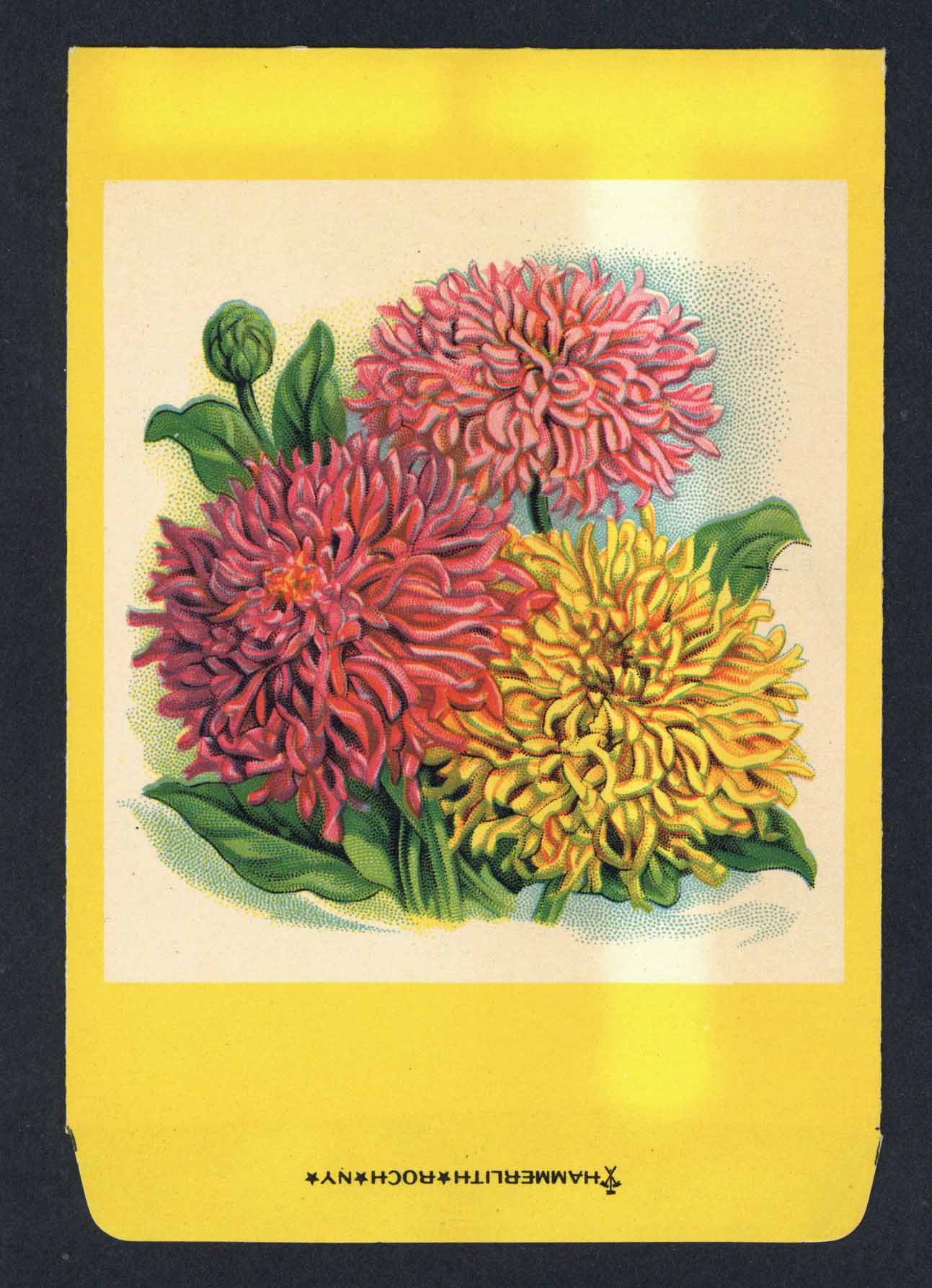 Zinnia Antique Stock Seed Packet, Hammerlith