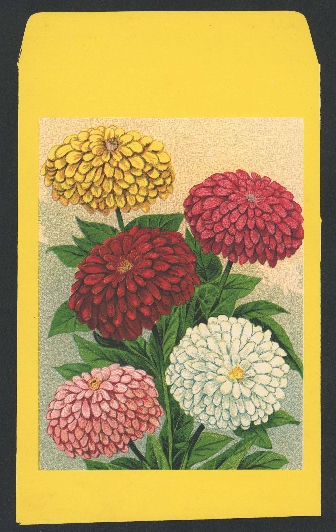 Zinnia Antique Stock Seed Packet, Large Packet