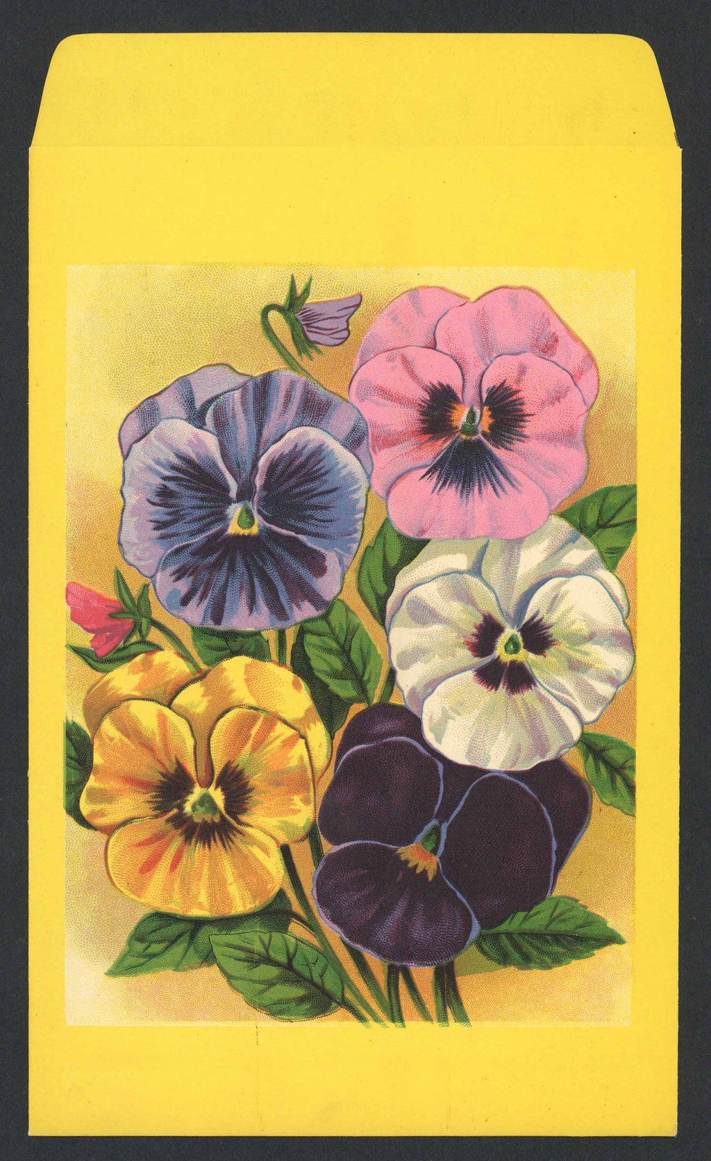 Pansy Antique Stock Seed Packet, Large Packet