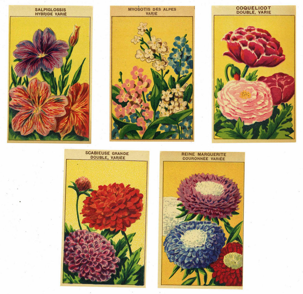French Flower Antique Seed Packet Label Collection #2
