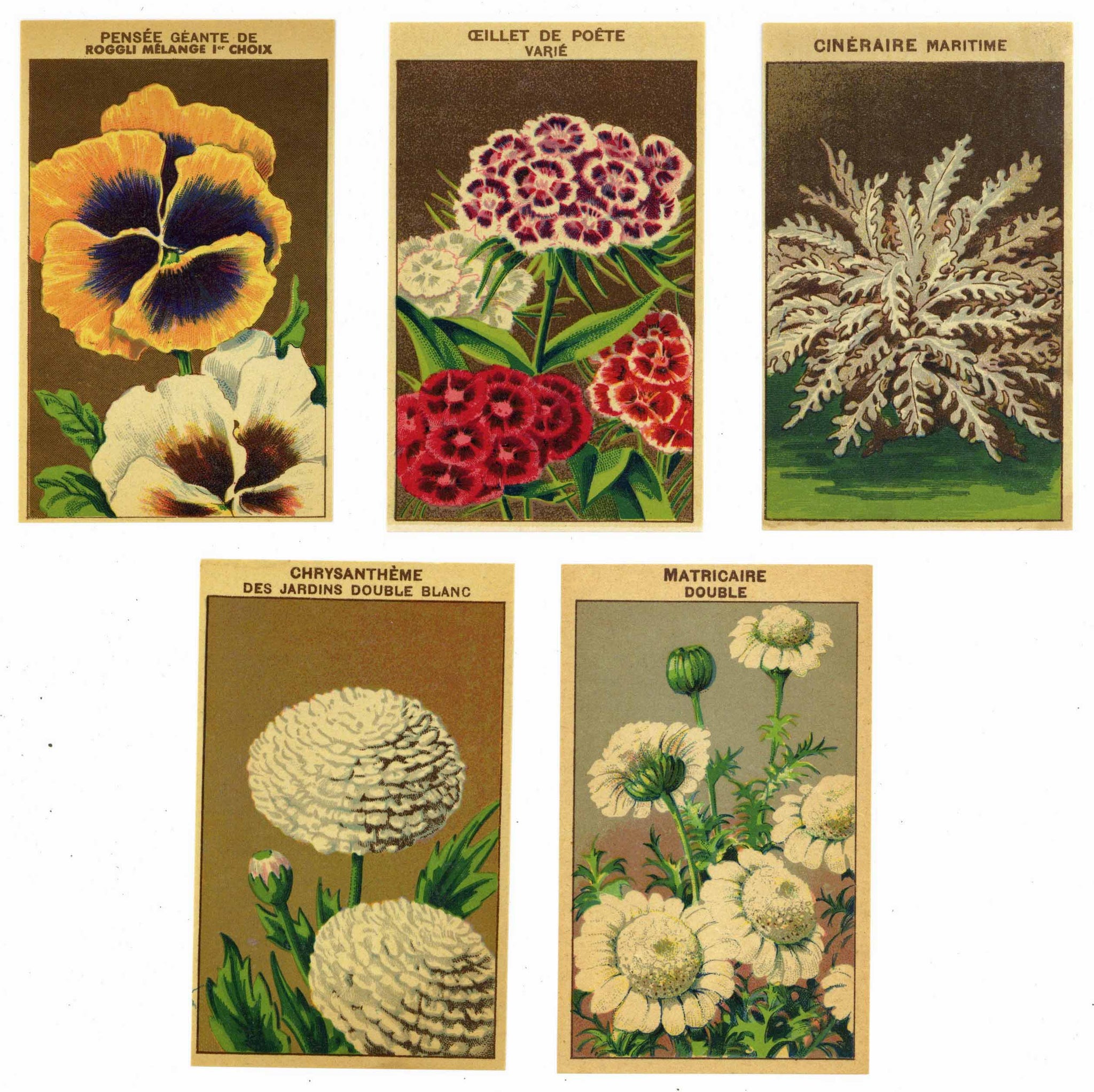 Antique Flower Seed Packets, Vintage Seed Packs, Garden Greenhouse Sign,  Rustic Garden Shed, Botanical Ephemera Paper, 1 Digital Sheet, 306
