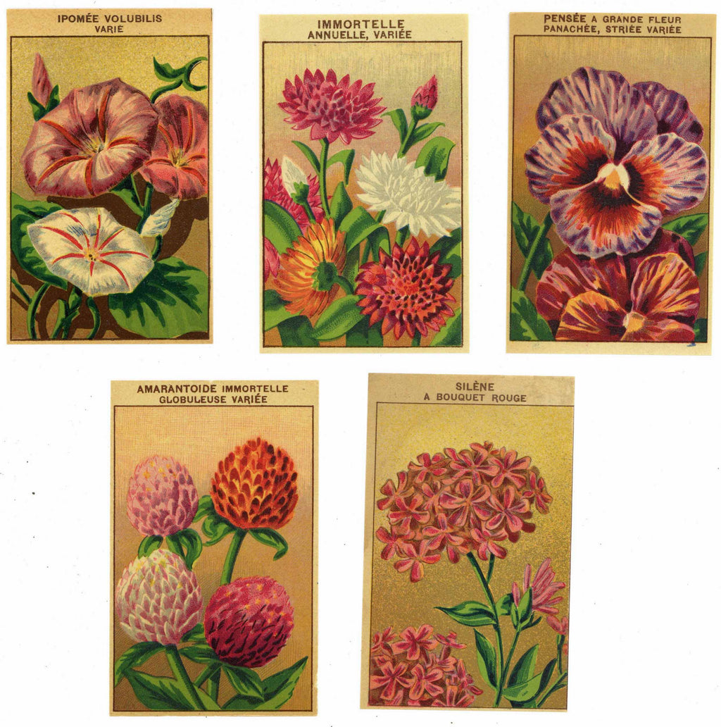blank flower seed packets French Flower Antique Seed Packet Label Collection #4
