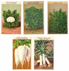 French Vegetable Antique Seed Packet Label Collection #9