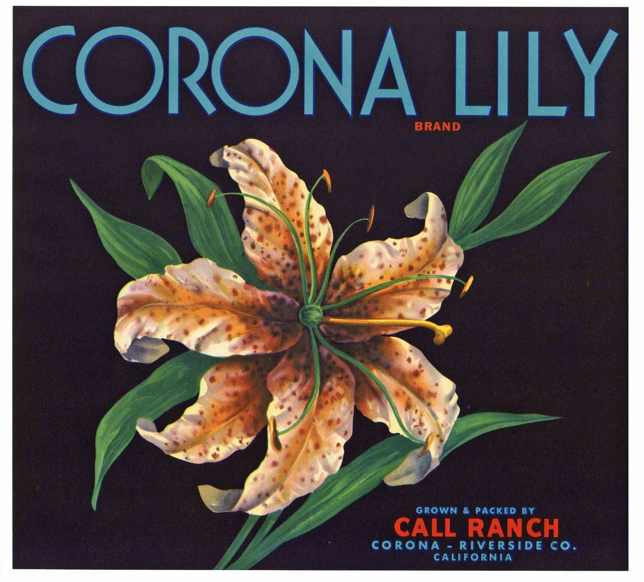 Corona Lily Brand Vintage Orange Crate Label