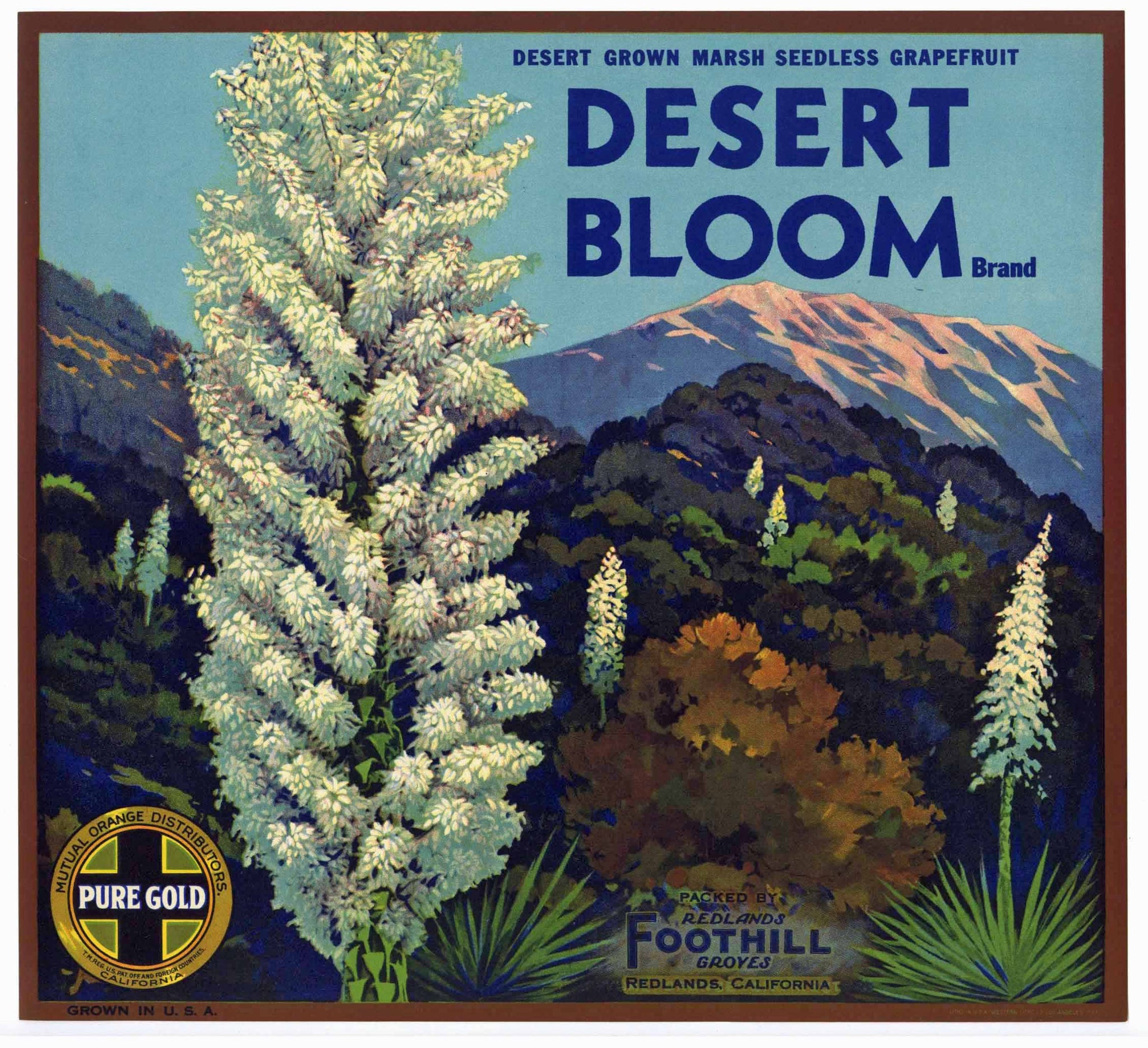 Desert Bloom Brand Vintage Grapefruit Crate Label, Marsh