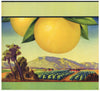 Stock Label No. 7046 Vintage Grapefruit Crate Label