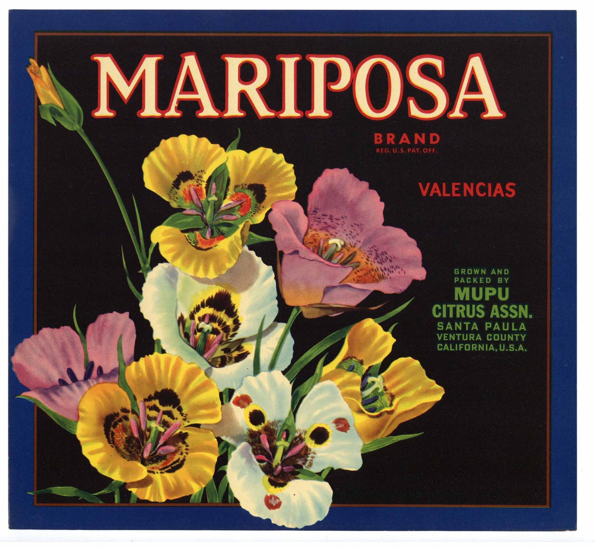 Mariposa Brand Vintage Santa Paula Orange Crate Label