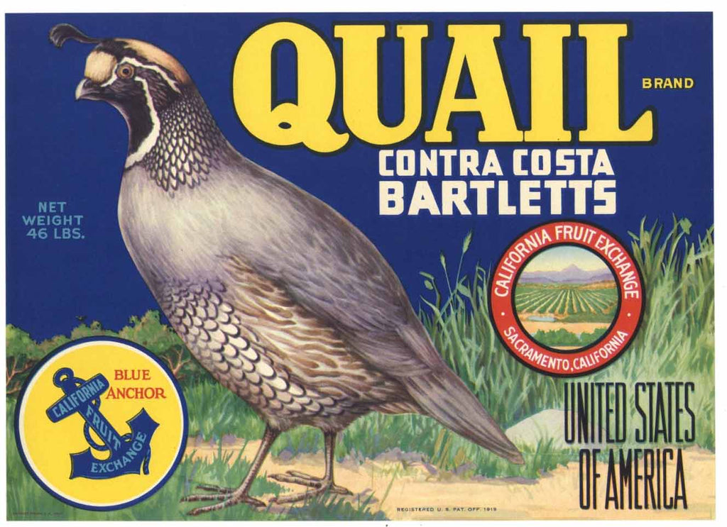Quail Brand Vintage Contra Costa California Pear Crate Label