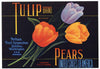 Tulip Brand Vintage Yakima, Washington Pear Crate Label