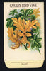 Canary Bird Vine Antique Stock Seed Packet