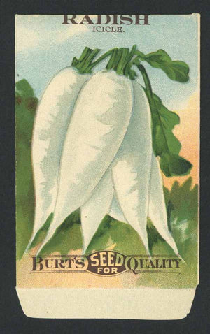 Radish Antique Burt's Seed Packet, Icicle