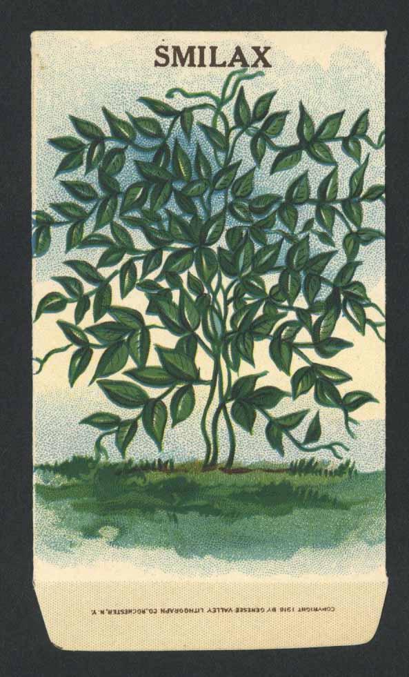 Smilax Antique Stock Seed Packet