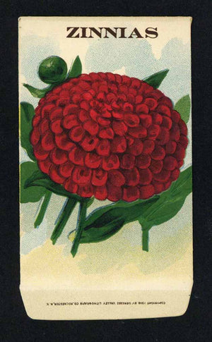 Zinnias Antique Stock Seed Packet