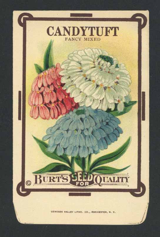 Candytuft Antique Burt's Seed Packet