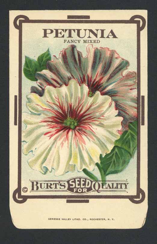Petunia Antique Burt's Seed Packet