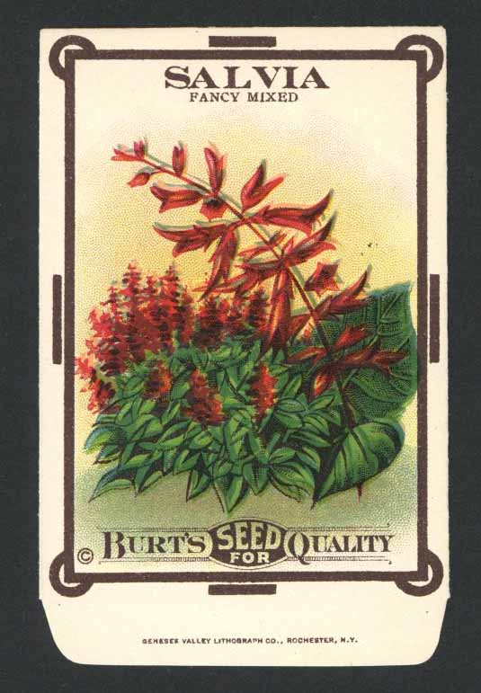 Salvia Antique Burt's Seed Packet