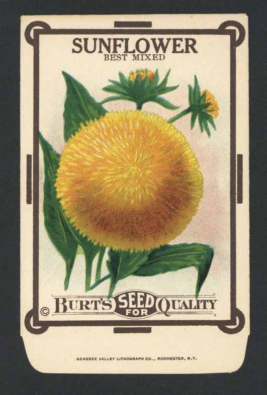 Sunflower Antique Burt's Seed Packet, Best Mixed