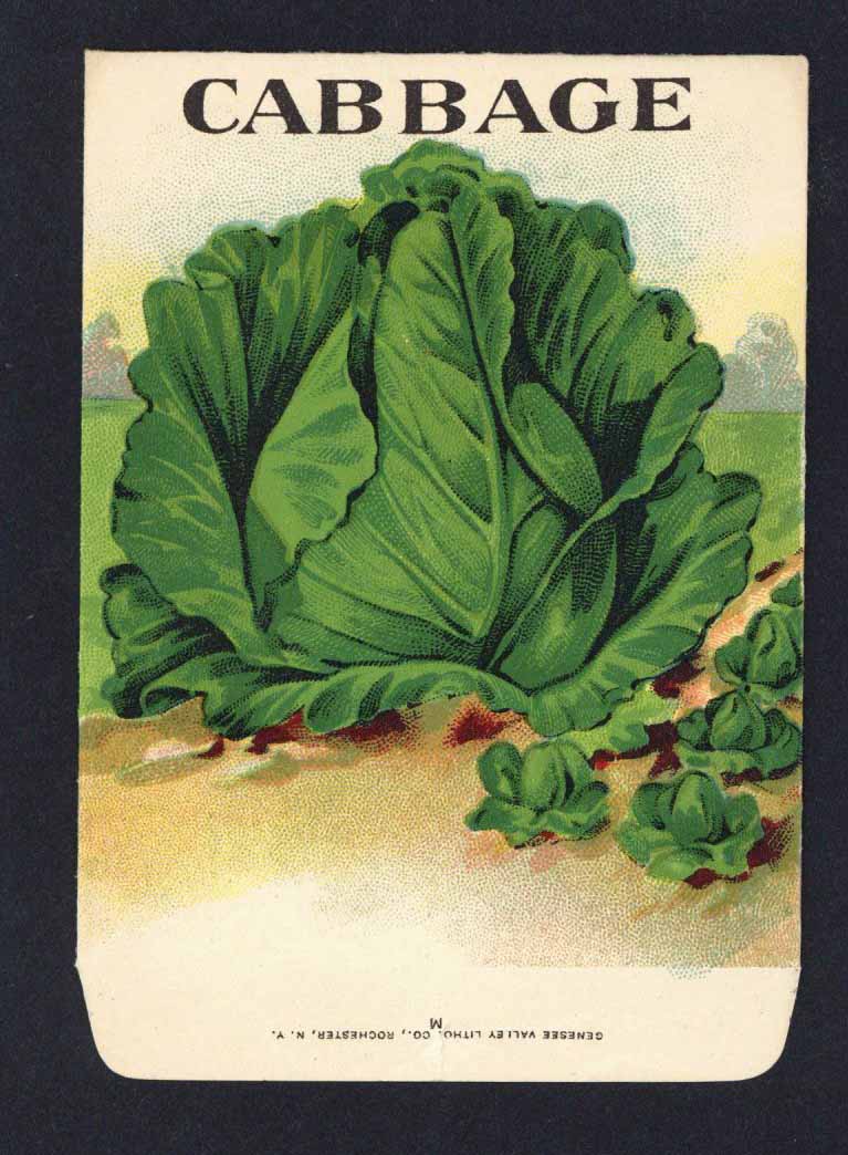 Cabbage Antique Genesee Valley Litho. Seed Packet, 615