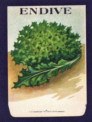 Endive Antique Genesee Valley Litho. Seed Packet, 295