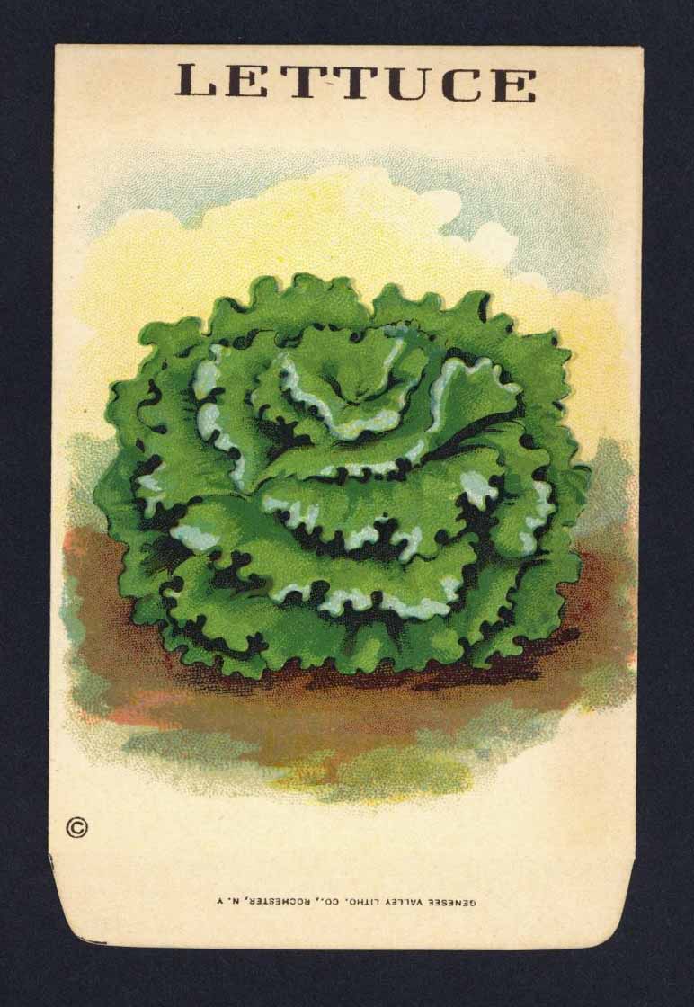 Lettuce Antique Genesee Valley Litho. Seed Packet, 164