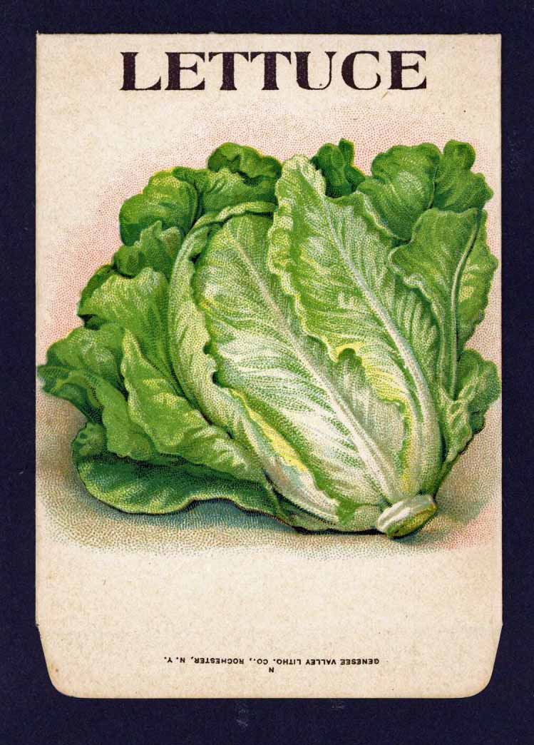 Lettuce Antique Genesee Valley Litho. Seed Packet, 962
