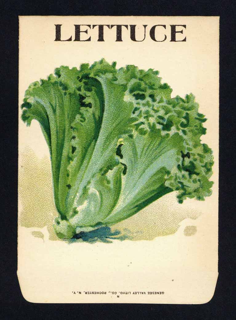 Lettuce Antique Genesee Valley Litho. Seed Packet