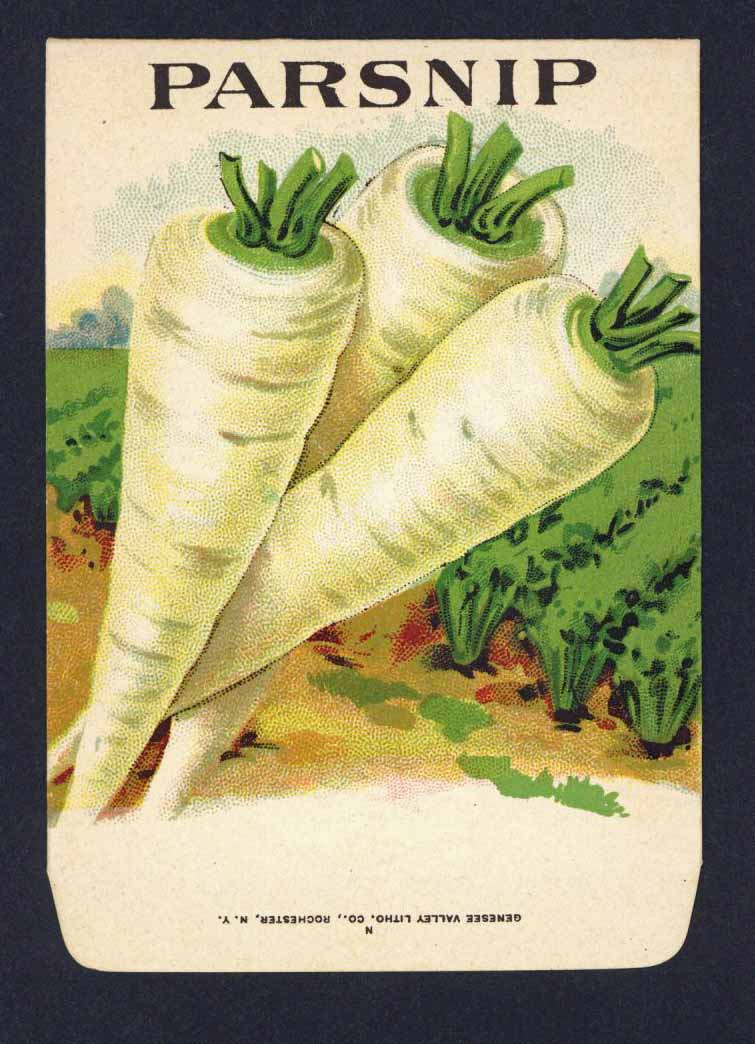 Parsnip Antique Genesee Valley Litho. Seed Packet, 622