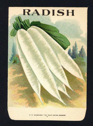 Radish Antique Genesee Valley Litho. Seed Packet, 266