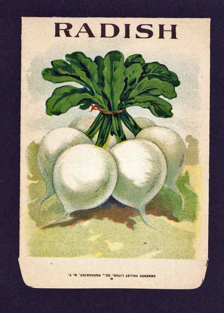 Radish Antique Genesee Valley Litho. Seed Packet, 212