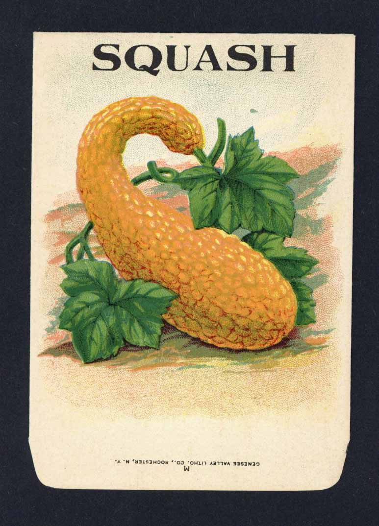Squash Antique Genesee Valley Litho. Seed Packet, 259
