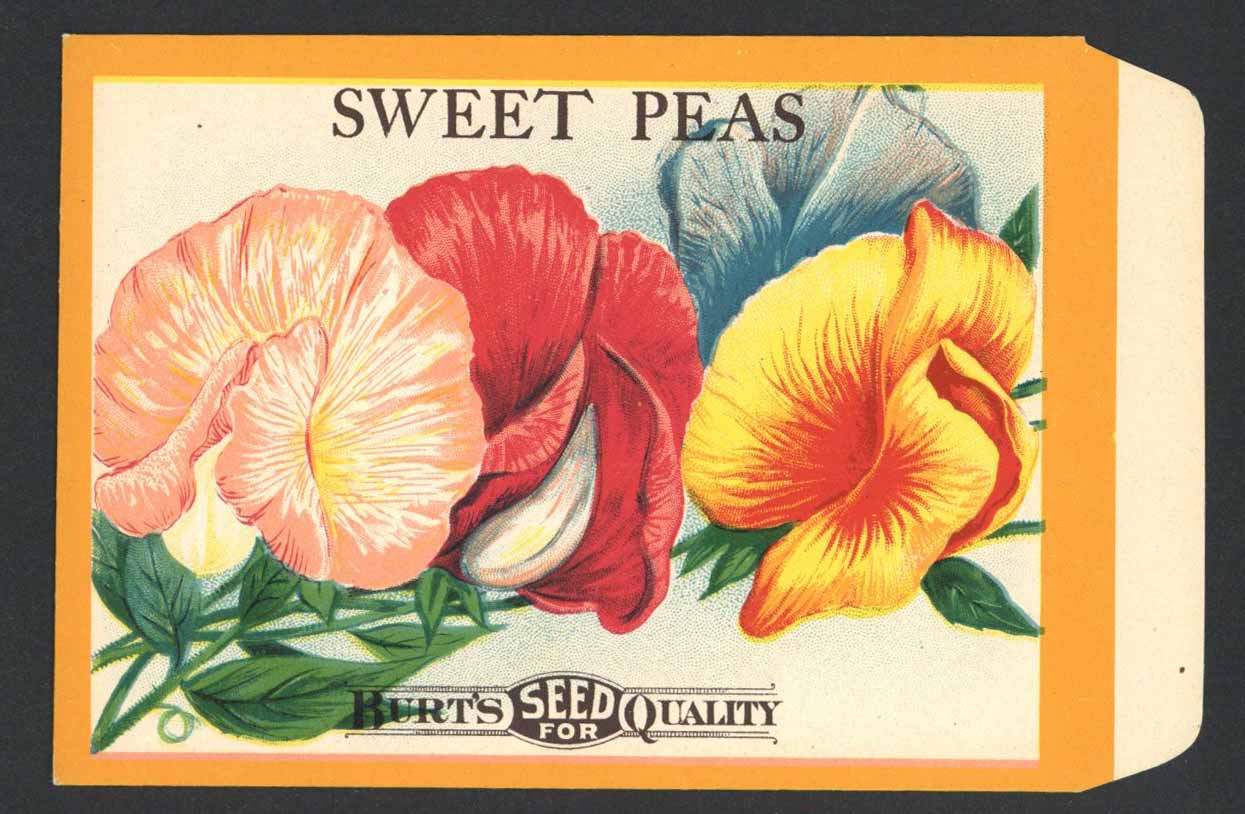 Sweet Peas Antique Burt's Seed Packet, L