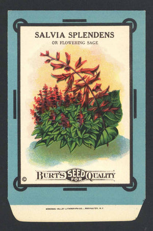 Salvia Splendens Antique Burt's Seed Packet, L
