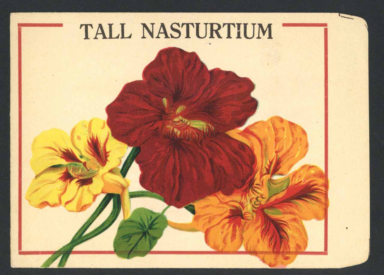 Tall Nasturtium Antique Burt's Seed Packet, L