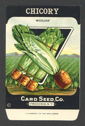 Chicory Antique Card Seed Co. Packet