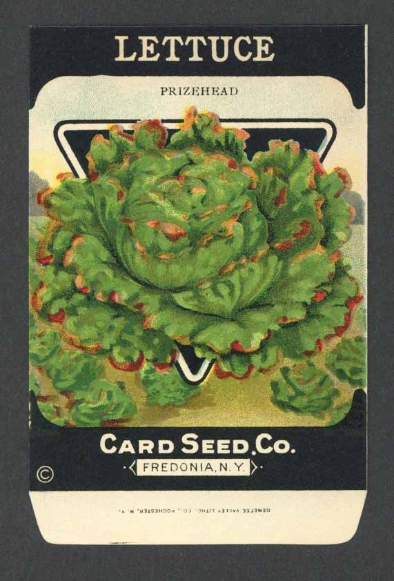 Lettuce Antique Card Seed Co. Packet, Prizehead